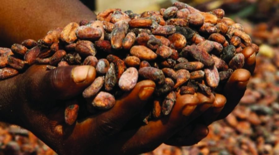 Ivory Coast Cocoa Grind Plummets 31.2% in July: What This Means for Global Commodity Investors and Traders