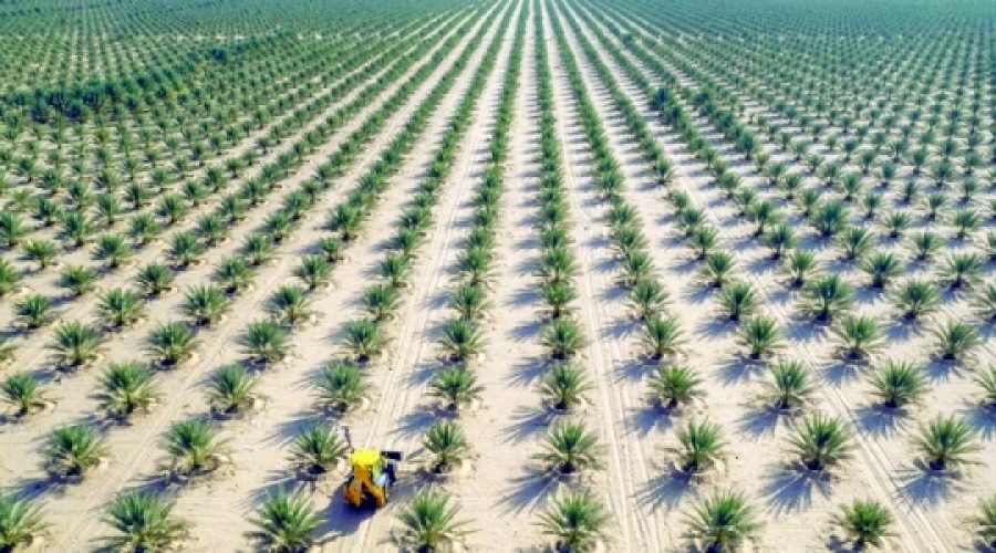 گسترش بخش کشاورزی و مواد غذایی عمان: تأثیر صادرات به ۳۵ کشور بر مشاغل محلی
