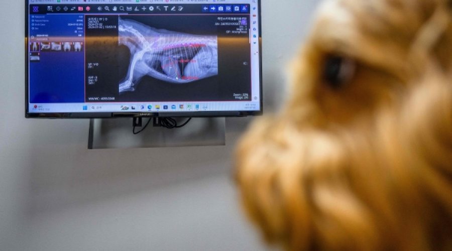 Revolutionizing Pet Care: How South Korea’s AI Innovations Can Transform Your Business Strategy