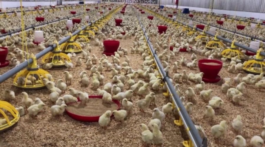 A’Saffa Foods to Boost Poultry Production: Key Opportunities for Investors in Oman’s Expanding Market