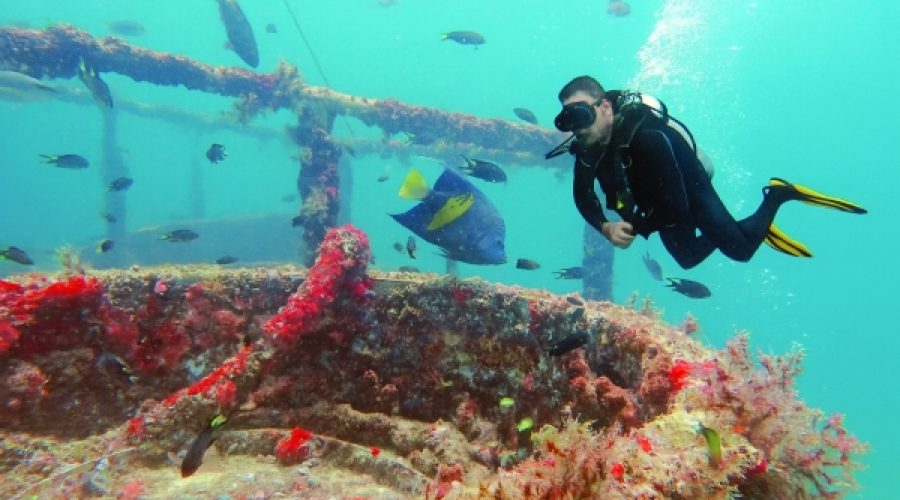 Musandam International Diving Festival: Key Opportunities for Investors and Entrepreneurs from August 25 to 28