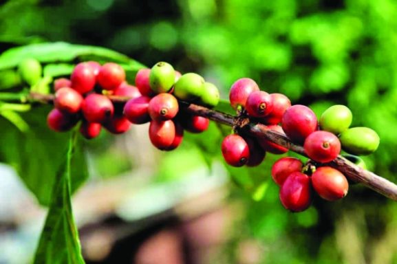 First Coffee Farm Launches in Jabal Shams: What This Means for Investment Opportunities in Oman’s Agricultural Sector