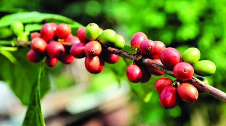 First Coffee Farm Launches in Jabal Shams: What This Means for Investment Opportunities in Oman’s Agricultural Sector