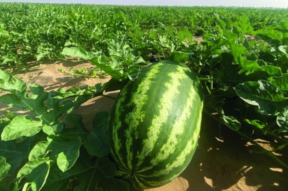 Oman's Surge in Food Self-Sufficiency: What It Means for Investors and Businesses in the Food Sector