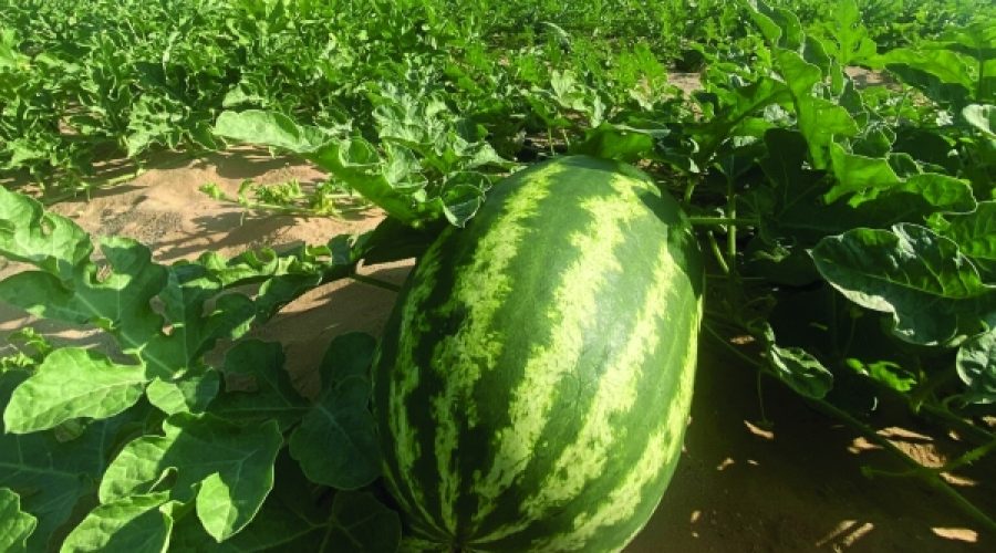 Oman’s Surge in Food Self-Sufficiency: What It Means for Investors and Businesses in the Food Sector
