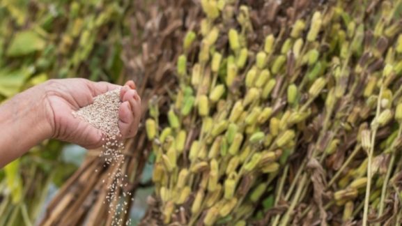 First Commercial Sesame Cultivation Project in Oman: Key Opportunities for Investors and Entrepreneurs