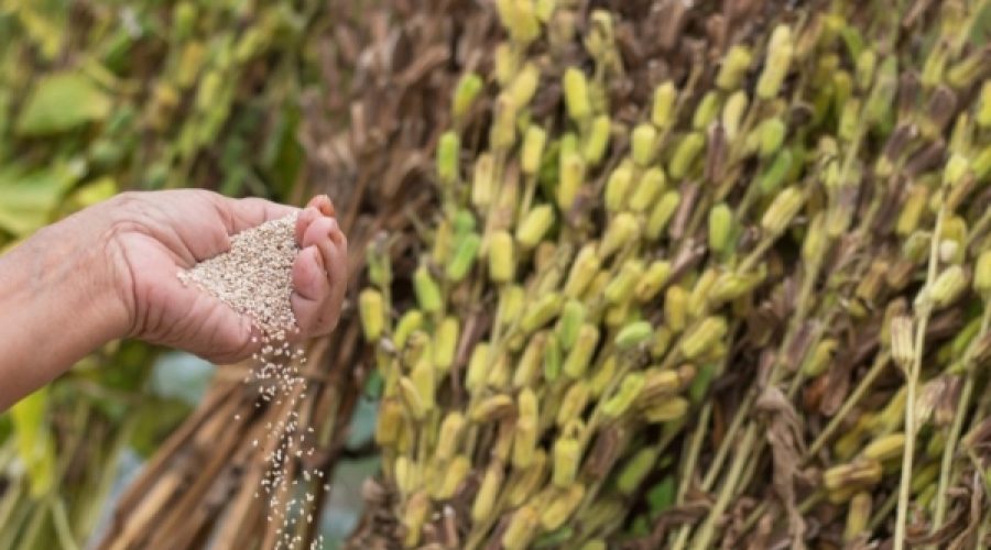 First Commercial Sesame Cultivation Project in Oman: Key Opportunities for Investors and Entrepreneurs