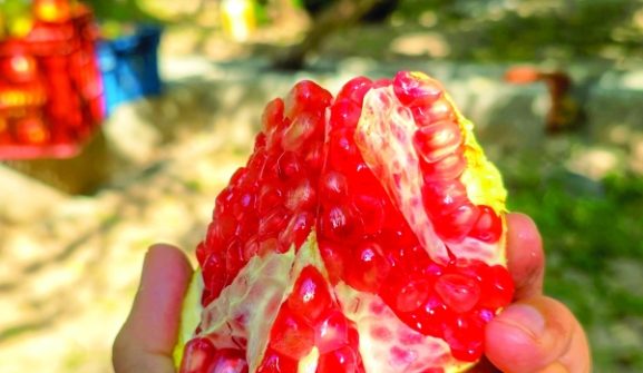 Unlocking Opportunities: How Pomegranate Harvest Season Can Boost Your Culinary Business in Oman