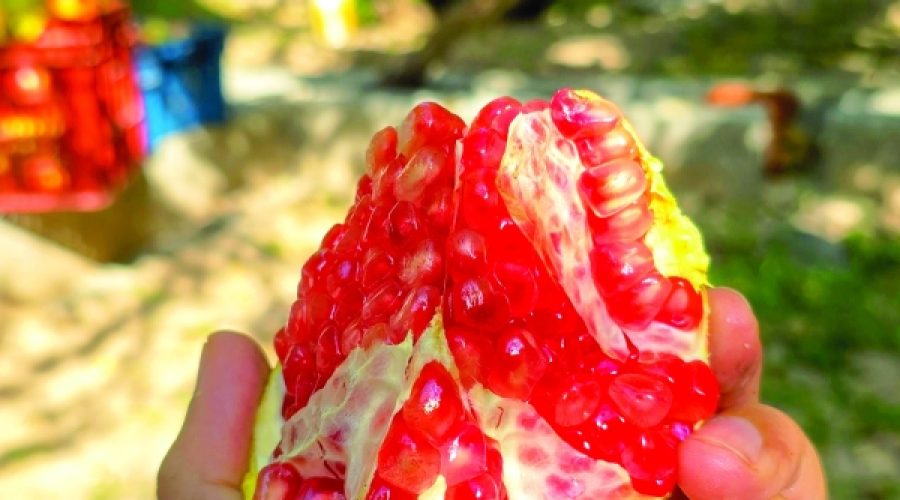 Unlocking Opportunities: How Pomegranate Harvest Season Can Boost Your Culinary Business in Oman