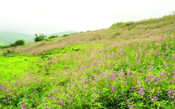 Dhofar's Seasonal Transformation: What the Sarb Winds Mean for Business and Investment Opportunities in Oman