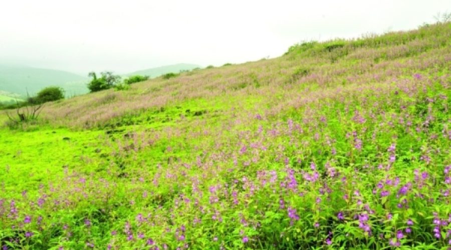 Dhofar’s Seasonal Transformation: What the Sarb Winds Mean for Business and Investment Opportunities in Oman