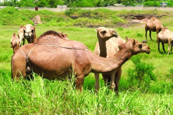 Dhofar Blossoms Again: How the Sarb Winds After Khareef Impact Business and Investment Opportunities in Oman