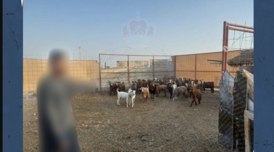 اعتقالات سرقة الماشية في شمال الباطنة: تداعياتها على الأمن الزراعي وفرص الاستثمار في عُمان