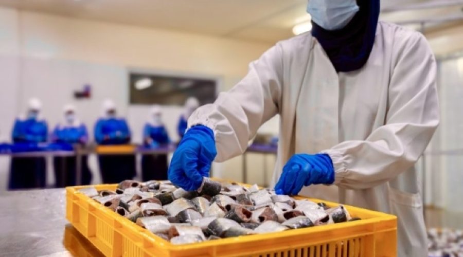 Tender Announced for Fishery Industries City in South Al Sharqiyah: What Investors and Entrepreneurs Need to Know