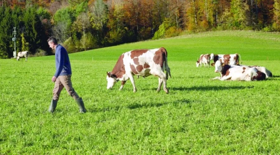 Trump’s Tariffs Trigger Swiss Milk Glut: What This Means for Dairy Investors and Exporters