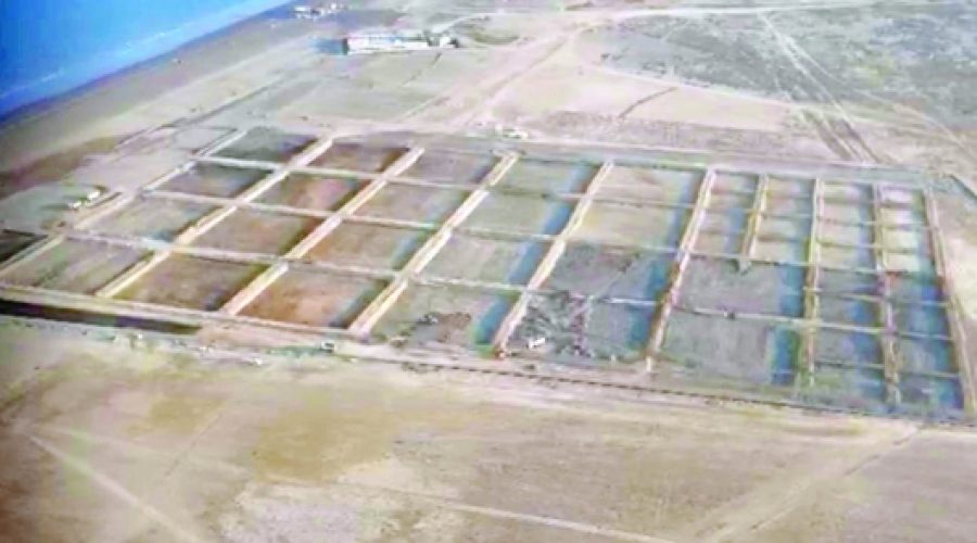 Shinas Shrimp Farm Nears Completion: A Boost for Oman’s Aquaculture Investment Opportunities