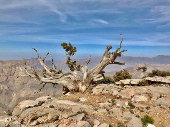 چرا عمان حس خانه را دارد: این برای سرمایه‌گذاران و کارآفرینان در این سلطنت چه معنایی دارد؟