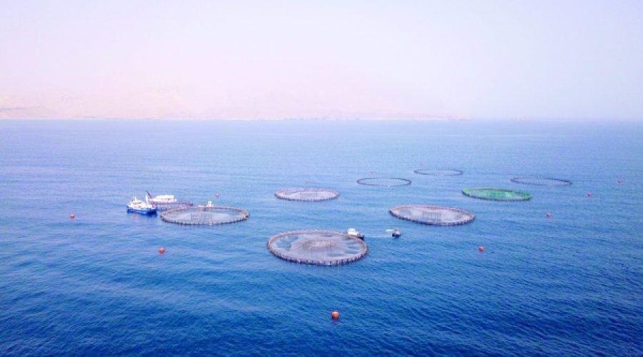 ابتکار جدید سرمایه‌گذاری از دریا تا قفسه عمان: فرصت‌های کلیدی برای سرمایه‌گذاران و صاحبان مشاغل