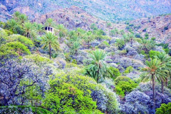 جشنواره شکوفه‌های زمستانی، گردشگری را رونق می‌بخشد: این جشنواره چه تاثیری بر رشد کسب و کار در عمان دارد؟