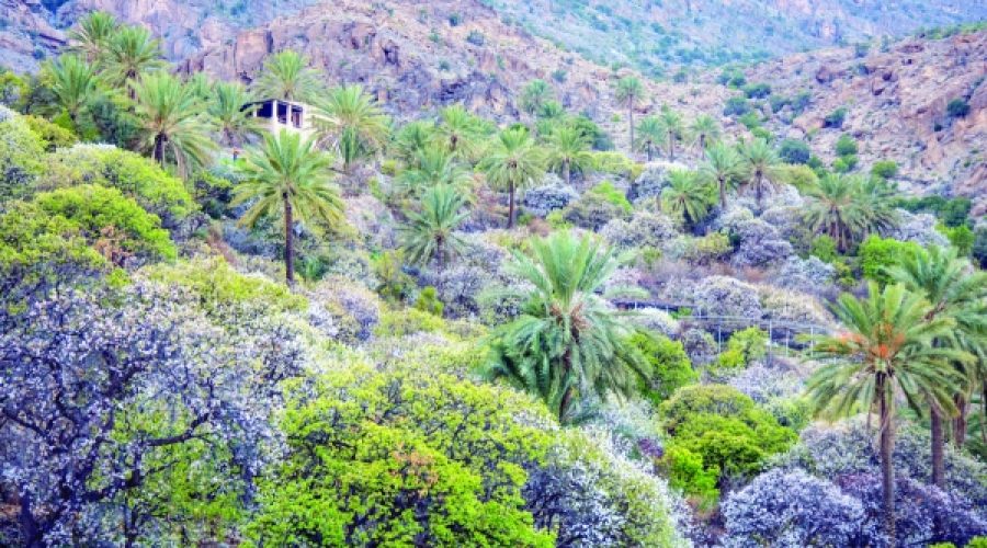 Winter Bloom Festival Boosts Tourism: What It Means for Business Growth in Oman