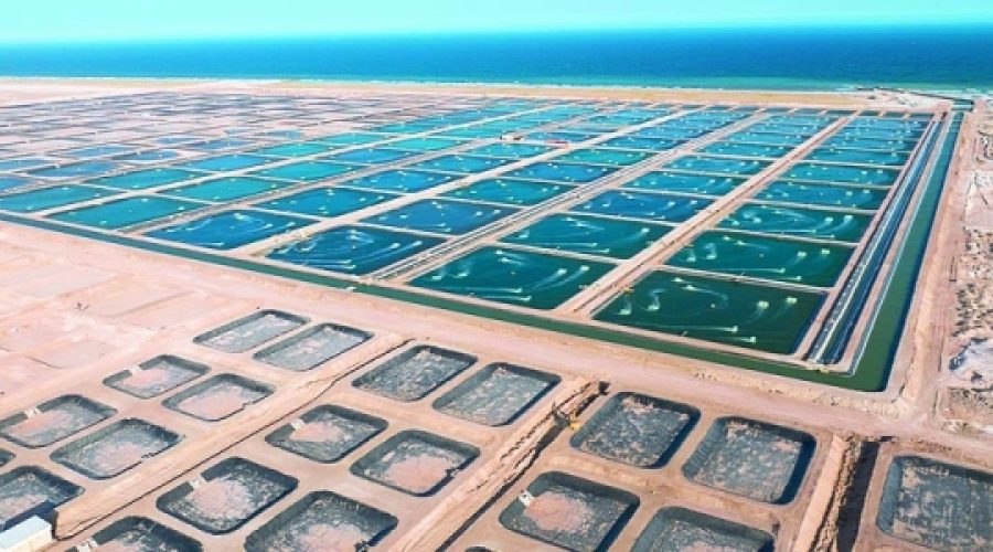 Shrimp Farm Project Launch in Shinas: What It Means for Investment and Business Growth in Oman