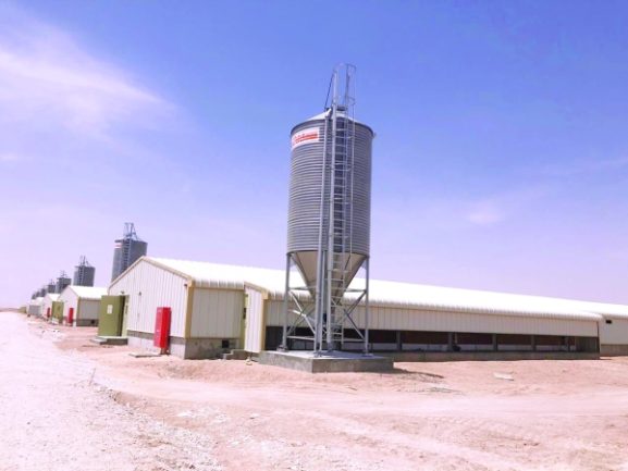 مشروع توسعة إنتاج دجاج التسمين العماني مُقرر اكتماله في الربع الثالث: ما الذي يعنيه ذلك لفرص الاستثمار في قطاع الدواجن في سلطنة عمان؟