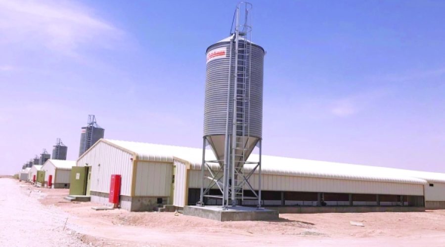 Omani Broiler Chicken Expansion Project Set for Q3 Completion: What This Means for Investment Opportunities in Oman’s Poultry Sector