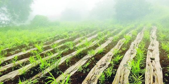 اقدام استراتژیک برای تجاری‌سازی کشت زنجبیل عمانی: پیامدهایی برای سرمایه‌گذاران و کارآفرینان