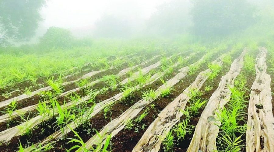 Strategic Move to Commercialize Omani Ginger Cultivation: Implications for Investors and Entrepreneurs