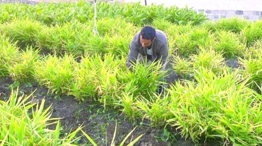 برنامه آزمایشی زنجبیل ظفار: ایجاد فرصت‌های جایگزینی واردات برای کسب‌وکارها در عمان