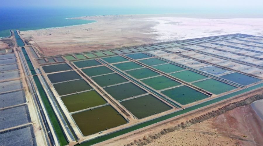Aquaculture Output to Reach 9,240 Tonnes: What This Growth Means for Investors and Entrepreneurs in Oman