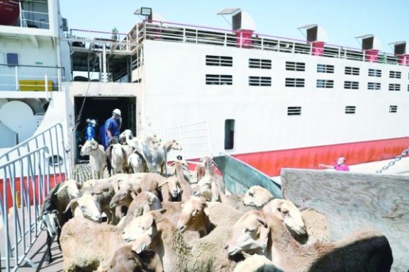 Quarantine Project to Boost Oman’s Biosecurity: What This Means for Business and Investment Opportunities in Oman