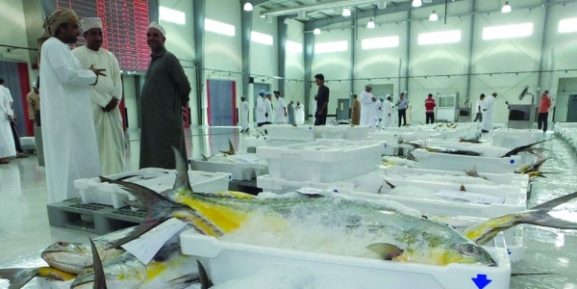 Record Fish Landing Value of RO 576 Million: What It Means for the Future of Oman’s Seafood Industry