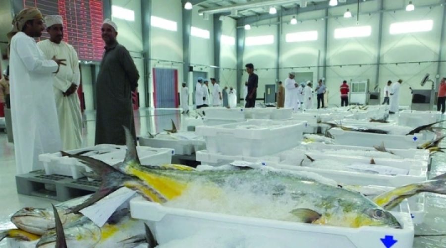 Record Fish Landing Value of RO 576 Million: What It Means for the Future of Oman’s Seafood Industry