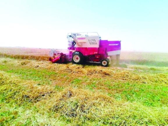 Wheat Farming Plan Unveiled: How It Strengthens Food Security and Business Opportunities in Oman