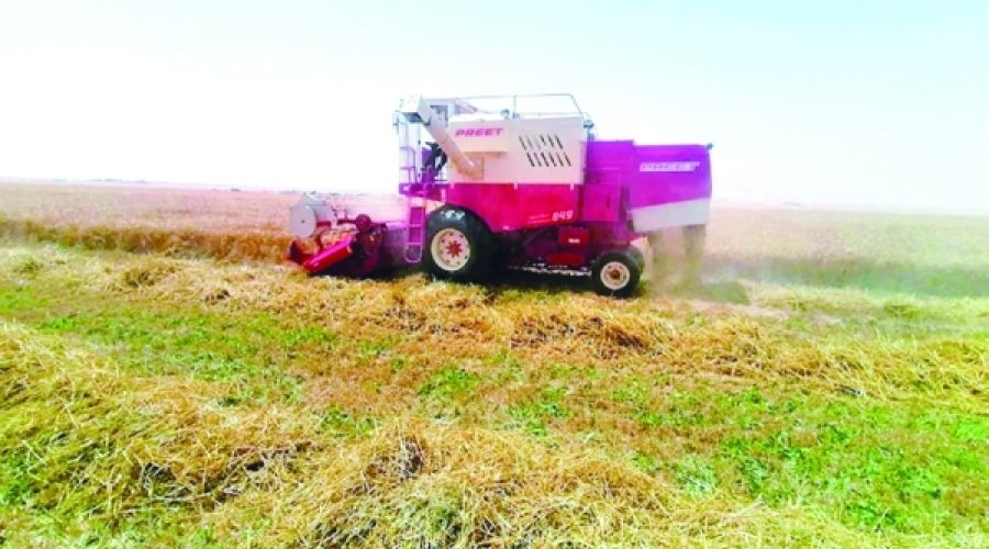 Wheat Farming Plan Unveiled: How It Strengthens Food Security and Business Opportunities in Oman