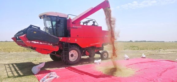 تسارع حصاد القمح في البريمي: رؤى رئيسية للمستثمرين والشركات الزراعية في سلطنة عمان