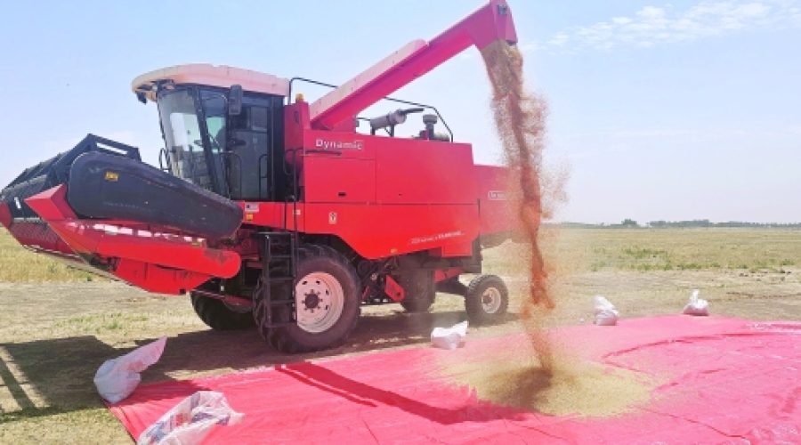 Al Buraimi Wheat Harvest Accelerates: Key Insights for Investors and Agribusiness in Oman