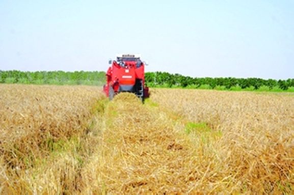 Wheat Harvest Kicks Off in Al Sharqiyah South: Key Opportunities and Impacts for Oman’s Agricultural Investors