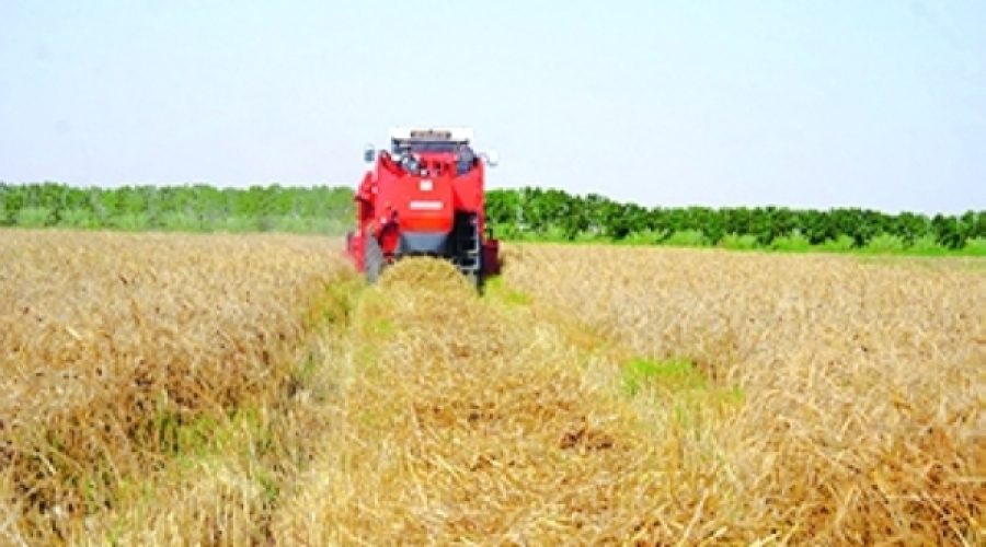 برداشت گندم در الشرقیه جنوبی آغاز شد: فرصت‌ها و تأثیرات کلیدی برای سرمایه‌گذاران کشاورزی عمان