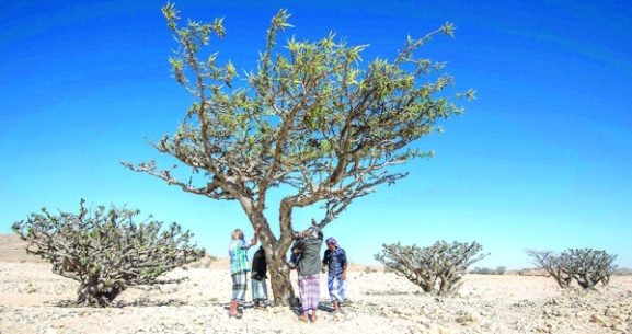 Omani Frankincense Gains Global Geographical Indication Status: What This Means for Your Business and Investment Opportunities in Oman
