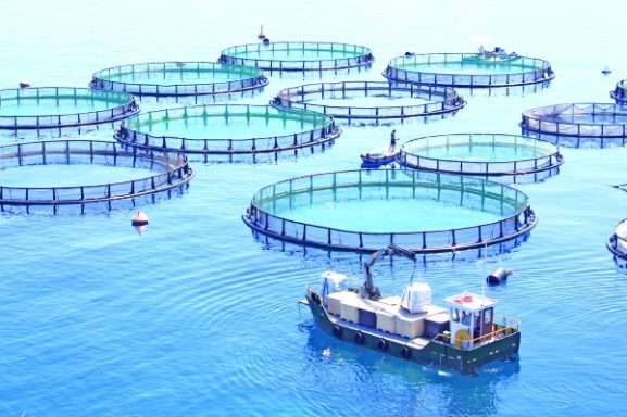 Investment Portfolio Unveiled for Food Security Projects: Key Opportunities for Investors and Entrepreneurs in Oman