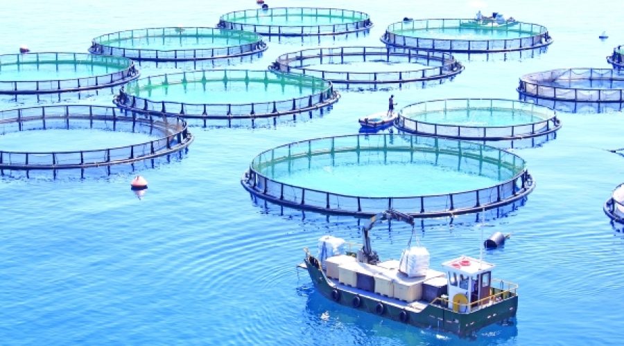 الكشف عن محفظة استثمارية لمشاريع الأمن الغذائي: فرص رئيسية للمستثمرين ورواد الأعمال في سلطنة عمان