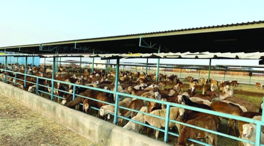 تتنافس تحالفات الشركات على مشروع الشراكة بين القطاعين العام والخاص الرئيسي للأمن الحيوي للثروة الحيوانية: ما يعنيه ذلك لمستثمري الأعمال الزراعية في سلطنة عمان