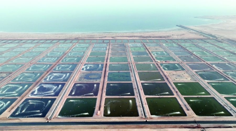 استثمارات الاستزراع المائي في سلطنة عمان تصل إلى 349 مليون ريال عماني: ما يعنيه ذلك للمستثمرين ونمو الأعمال؟