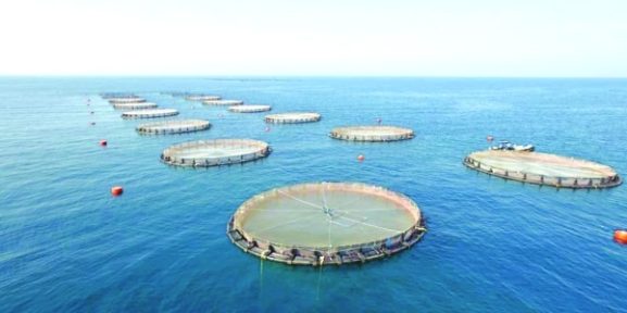 Aquaculture's Role in Boosting Investment Opportunities: Navigating the Blue Economy Trends in Oman