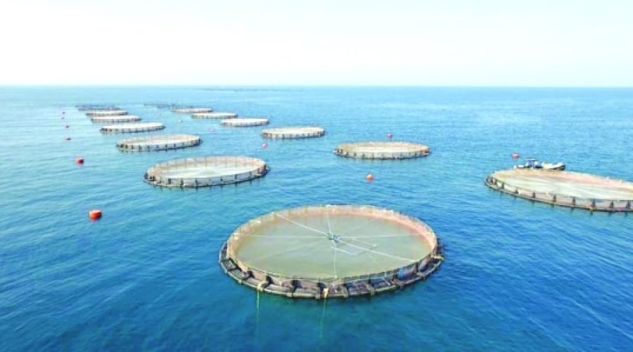 Aquaculture’s Role in Boosting Investment Opportunities: Navigating the Blue Economy Trends in Oman