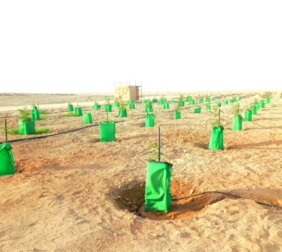 Major Project to Boost Carbon Removal in Oman: Key Opportunities for Investors and Businesses