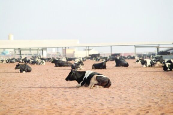 Mazoon Dairy's Strategic Moves: Enhancing Food Security and Business Opportunities in Oman