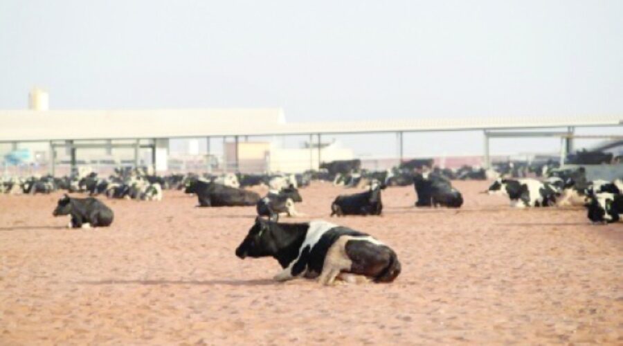 Mazoon Dairy’s Strategic Moves: Enhancing Food Security and Business Opportunities in Oman